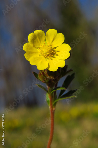 Creeping cinquefoil (Potentilla reptans) or European cinquefoil or creeping tormentil, a plant in the rose family Rosaceae with yellow heart-shaped petals, creeping plant native to Eurasia