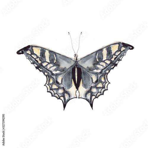 Jungle Hawaii tropical watercolor hand drawn painted colorful butterfly icon isolated on white background photo