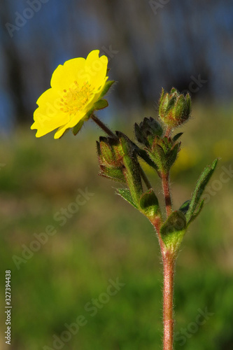 Creeping cinquefoil (Potentilla reptans) or European cinquefoil or creeping tormentil, a plant in the rose family Rosaceae with yellow heart-shaped petals, creeping plant native to Eurasia