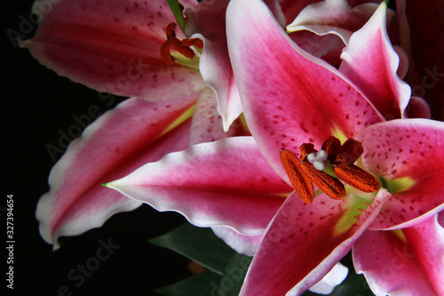 Primo piano di fiori di lilium rosa, isolati su fondo nero