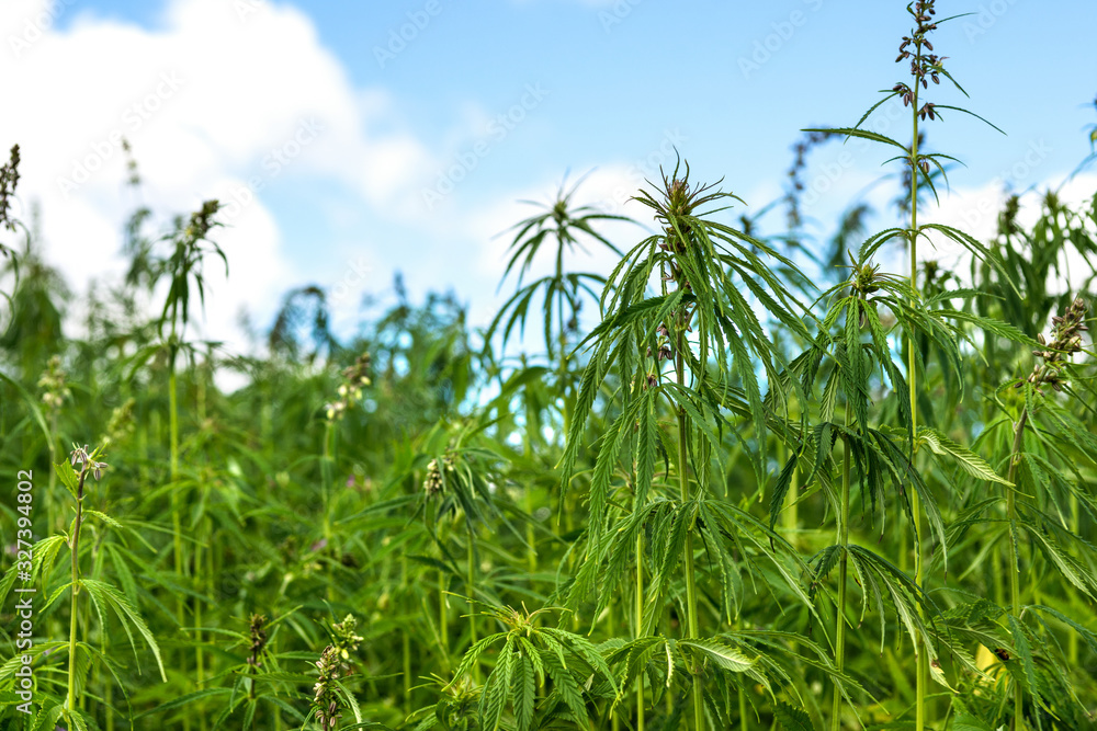 Industrial hemp field in the countryside in cloudy sky background, farmer growing cannabis plants, agriculture concept Industrial hemp field in the countryside in cloudy sky background, farmer growing cannabis plants, agriculture concept