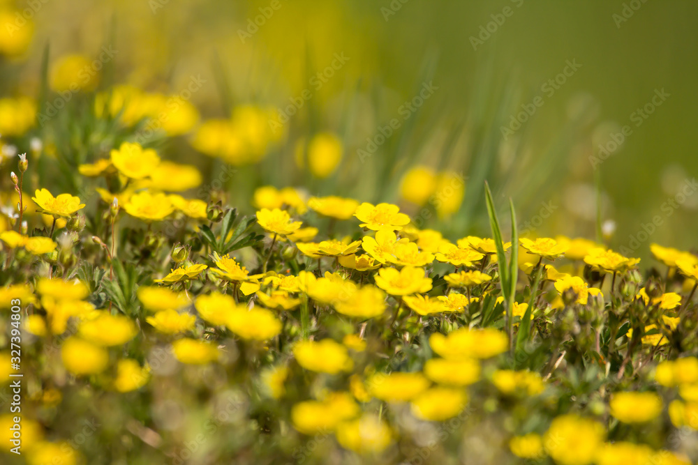 Obraz premium Creeping cinquefoil (Potentilla reptans) or European cinquefoil or creeping tormentil, a plant in the rose family Rosaceae with yellow heart-shaped petals, creeping plant native to Eurasia