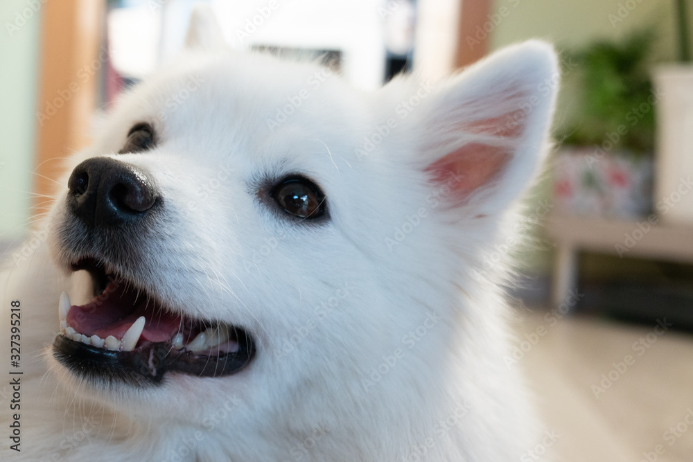 Spitz macht Sitz japanischer Hund Spitz macht Sitz japanischer Hund