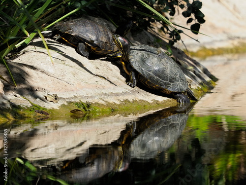 Terrapins reflected in pond