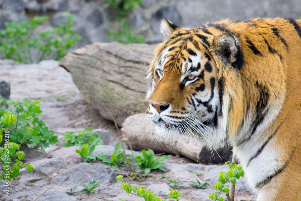 Fototapeta premium Tiger