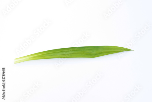 fresh green leaf on white background