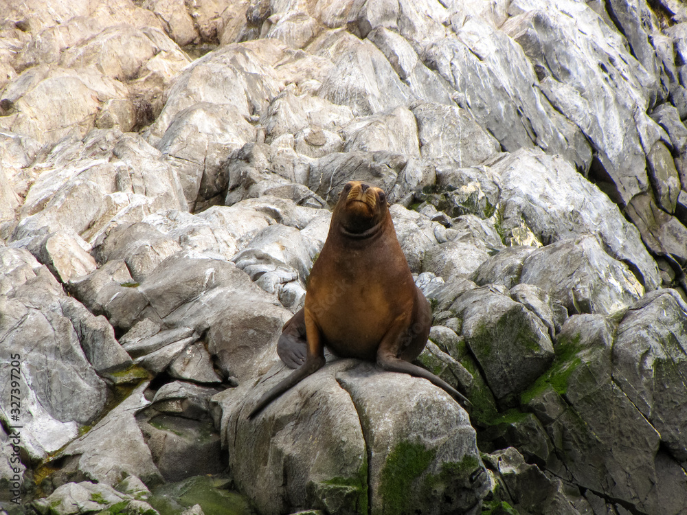 Sea lion (Otaria flavescens) sitting on rocks, Beagle Channel, Tierra del Fuego, Argentina, Patagonia, South America