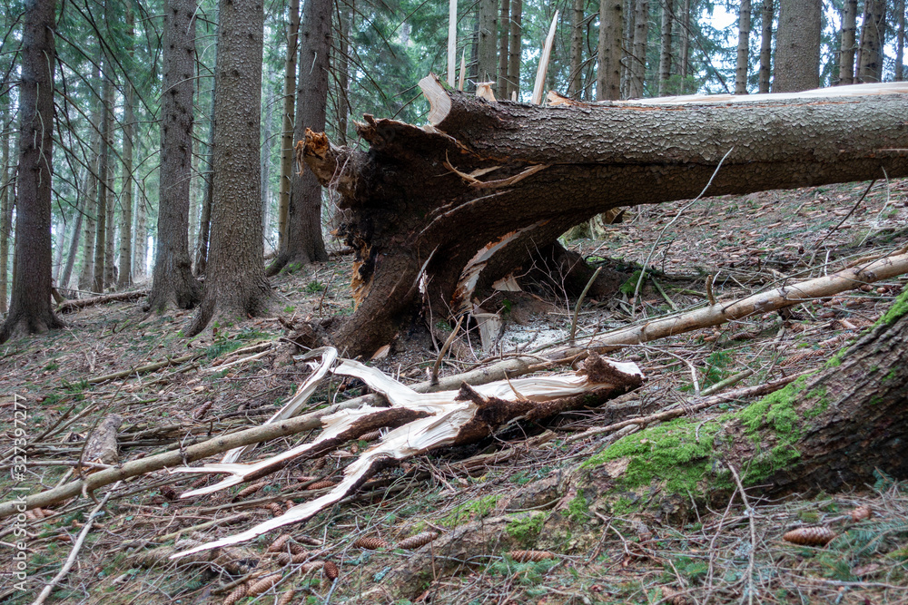 WINDBRUCH . SPLITTERBRUCH . WINDBREAK WINDBRUCH . SPLITTERBRUCH . WINDBREAK