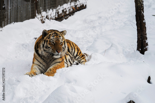 Amur tiger lies in the snow in a nature park on a winter day. Protection of animal.