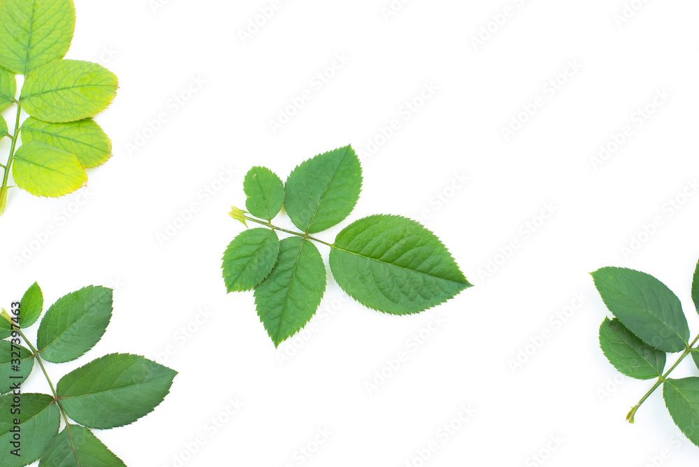 Obraz premium Green leaf texture. Leaf texture background top view