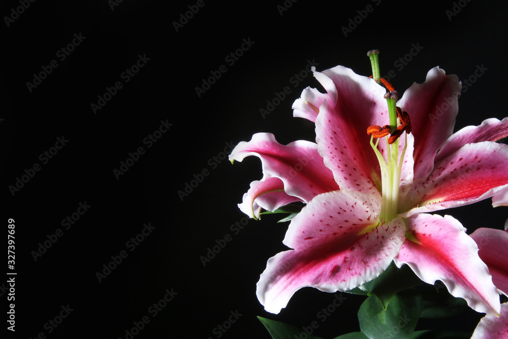 Primo piano di profumatissimi fiori di lilium rosa, isolati su fondo nero con spazio per testo