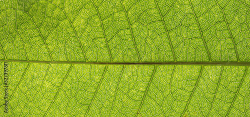 Tree green leaf texture close up for background
