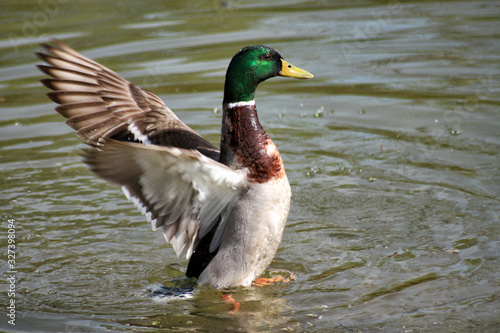 colvert s'ébrouant