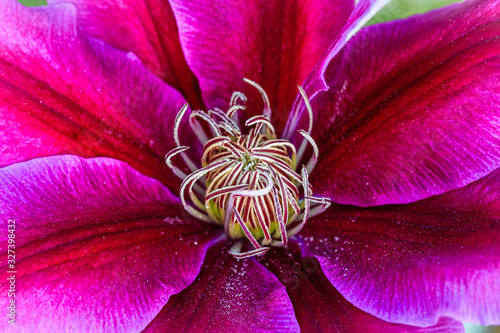 Blüte einer dunkelroten Clematis (Waldrebe) / Close up photo