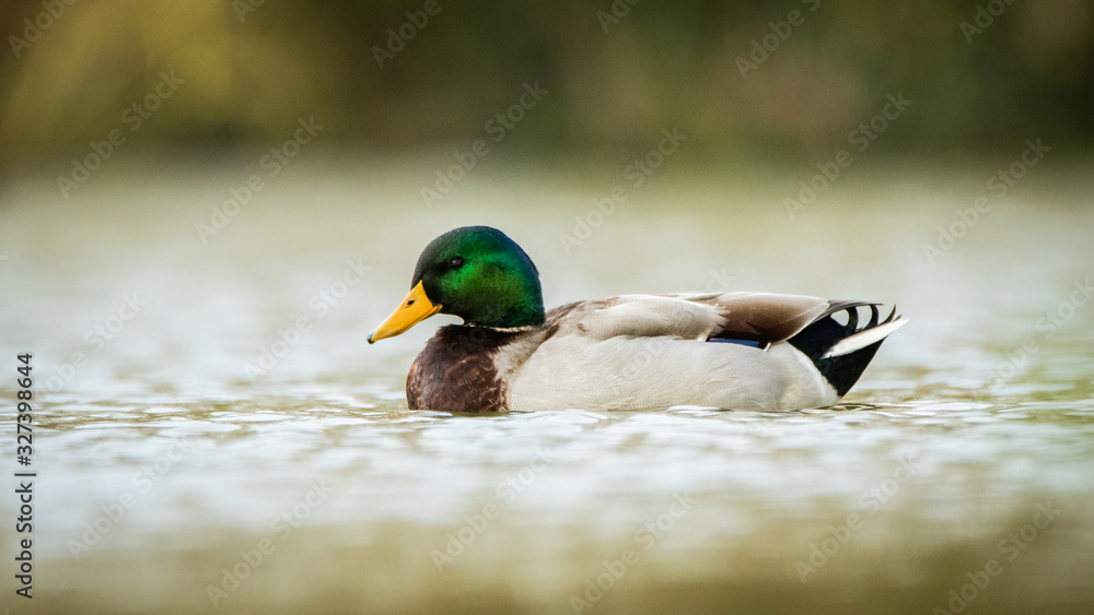 Obraz premium Canard Colvert