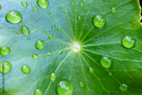 Water droplets on the green leaves