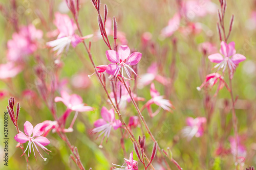 Small flowers of light pink color ( Siskiyou Pink Gaura)  in the sunlight at summer morning.   Selective focus. photo