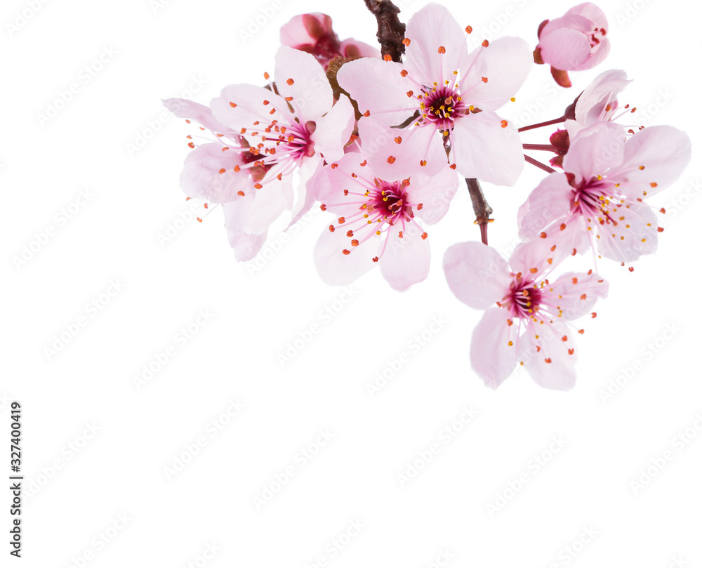 Branch of Sakura isolated on a white background. Close-up.