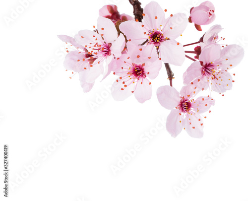 Obraz na płótnie Branch of Sakura isolated on a white background. Close-up. w salonie