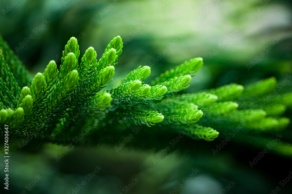 close up of a green plant - obrazy, fototapety, plakaty 