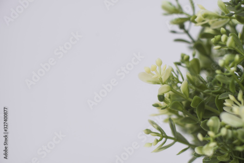 clean image of interior decoration plant in white pot with white background