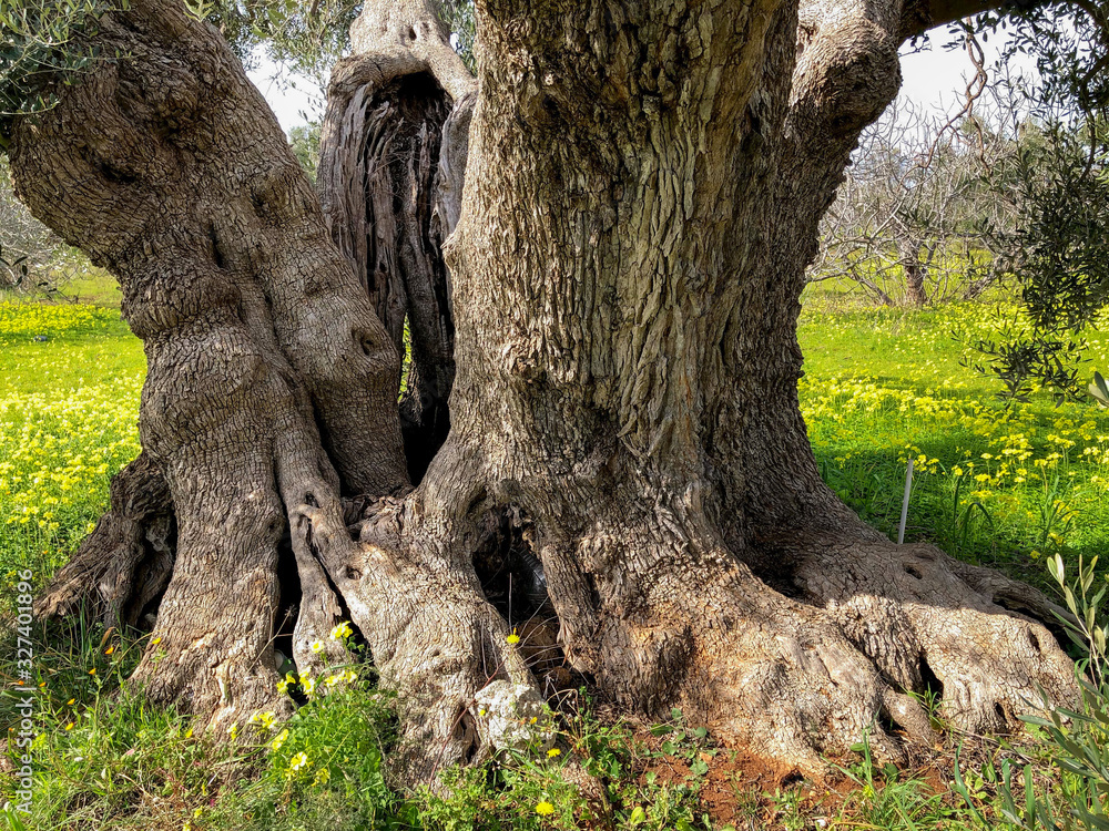 The amazing secular olive trees in the south of Italy, Puglia