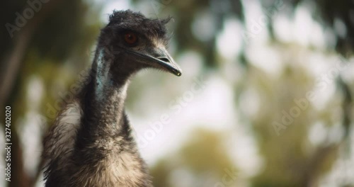 Close up of Emu at the farm, on a sunny day, trees bokeh background. BMPCC 4K photo