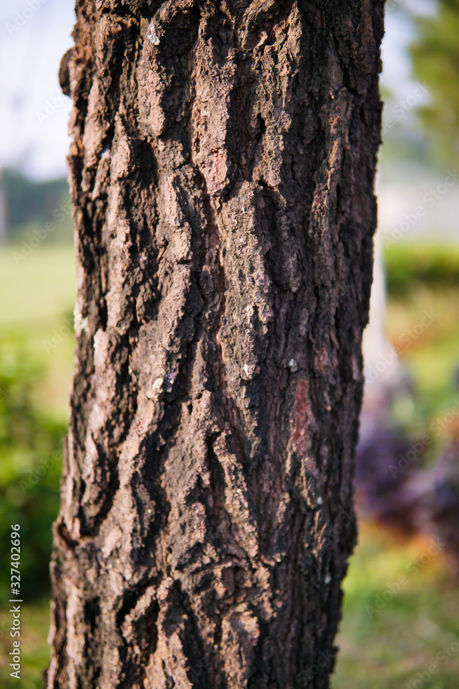 texture of pine tree trunks in the forest texture of pine tree trunks in the forest
