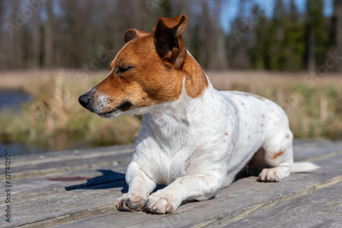 Fototapeta Naklejka Na Ścianę i Meble -  Portrait of a beautiful young Jack Russell Terrier breed dog