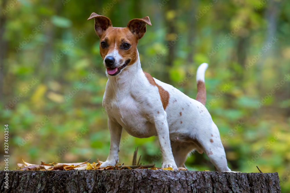 Portrait of a beautiful young Jack Russell Terrier breed dog.