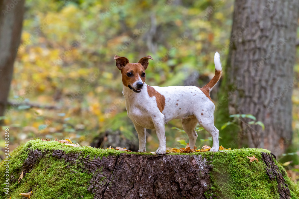 Portrait of a beautiful young Jack Russell Terrier breed dog.