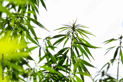 Industrial hemp  cannabis plant in the countryside in bright background   farmer growing cannabis plants  agriculture concept