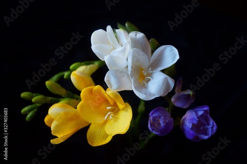 Beautiful background with colorful freesia flowers - Ecklon ex Klatt