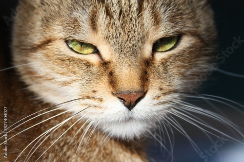 charismatic look cat close up © KraSochno