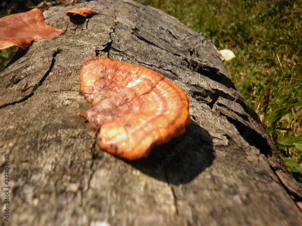 Fototapeta premium Bosque Fùngico