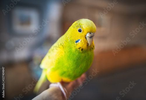 Pretty yellow and green budgerigar parakeet sitting on a human finger with a home interior in soft focus in the background