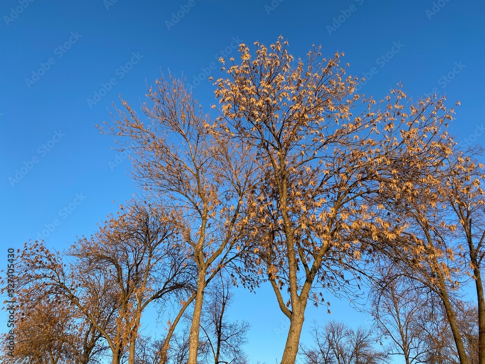 Branches of trees with dried leaves against the blue sky on a clear day Branches of trees with dried leaves against the blue sky on a clear day