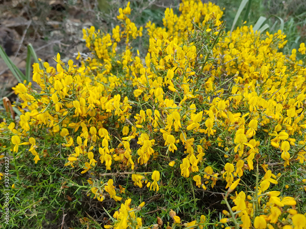 Obraz premium Ginestra selvatica