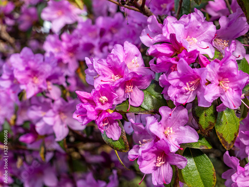 Bewimperte Alpenrose in der Bl  te