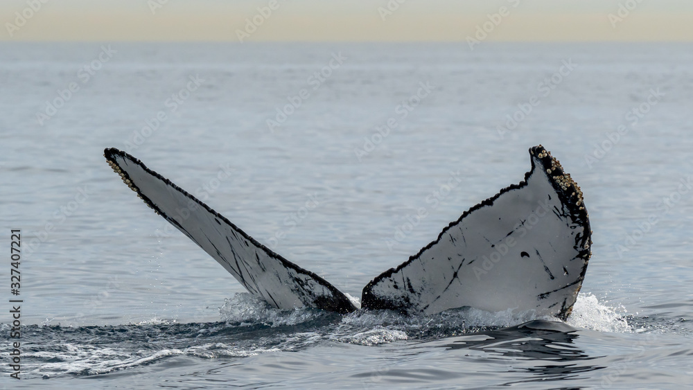 Fototapeta premium A diving Humpback Whale and its fluke 
