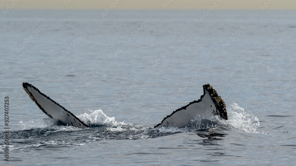 Fototapeta premium A diving Humpback Whale and its fluke 