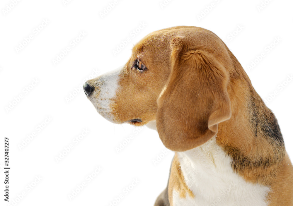 Dog portrait isolated on white background