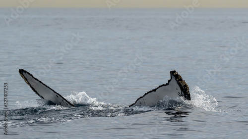 A diving Humpback Whale and its fluke 