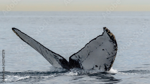 Картината върху платно A diving Humpback Whale and its fluke