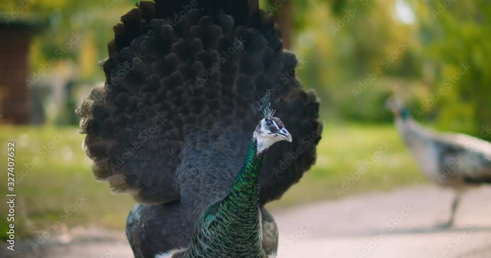 Close up of adult peahen (female peacock), green bokeh background. BMPCC 4K Close up of adult peahen (female peacock), green bokeh background. BMPCC 4K