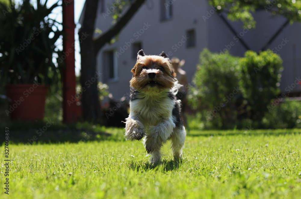 Biewer Yorkshire Terrier enjoy jogging around the garden. Racing after long moments closed at home. Colourful puppy flies around owner. Wonderful hot day. Ideal moment for running. Outdoor activities
