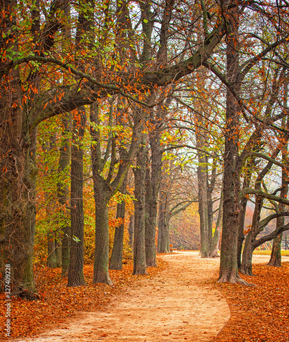 Pathway in the forest at au...