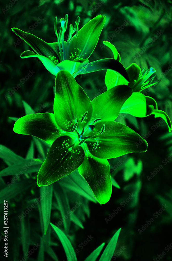 Lily flowers glow green neon on black background Lily flowers glow green neon on black background
