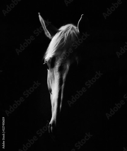 Naklejka koń na czarnym tle