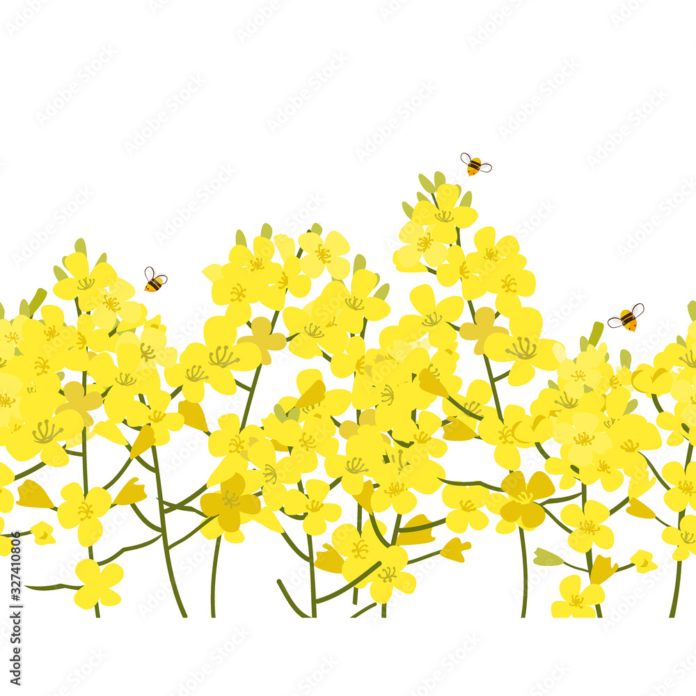 Seamless rape seed border, vector flower background. Rapeseed or canola texture for print, spring summer fashion, textile design, fabric, honey shop website, wallpaper